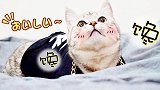 主人手里没拿小鸡肉，猫咪以为主人骗它连喊带叫非要主人交出鸡肉
