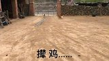 狗子天天跟鸡鸭玩