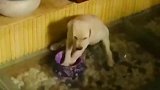 狗子：别烦我，我在打碟呢！