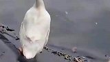 今天抓到我算我输
