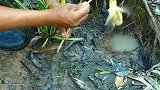 小伙用小鸡吸引鲶鱼，还真抓到了鲶鱼