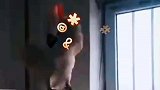 主人因为鹦鹉太脏和它发出争吵