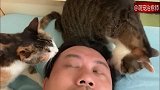 两只猫咪一起舔主人的头，主人一脸惊恐：你们刚舔过什么