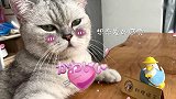 猫王对七夕这么上心，一定有什么秘密