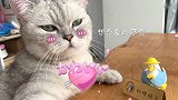猫王对七夕这么上心，一定有什么秘密