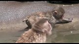 小猴子水边玩水，当看到它被同伴推下去那一刻，请原谅我没忍住