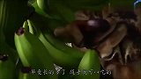 印度人吃完香蕉吃香蕉皮，最后连香蕉花也不放过，我服了！