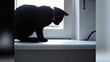 站在窗台上的猫咪，看这一身黑色的毛发，还真是酷呢！