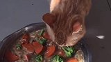 猫：哥没吃完的，我来帮它吃了！