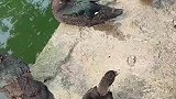 这一幕把人看呆，这老六也太坏了