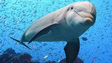 海豚体内发现混合污染物：污染达历史最高水平