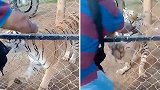 墨西哥：一动物饲养员喂食时被老虎咬伤，送医后心脏病发作身亡