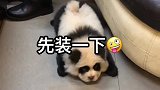 买了熊猫皮肤的狗子