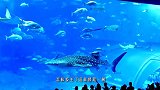 游客正在水族馆前拍照，怎料一剑鱼一头冲向玻璃，下一秒鱼生结束