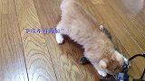 猫咪领地意识天生就强，看这小奶猫虎的，谁都不能靠近它的地盘