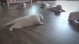 小奶狗们学走路，然而地板实在太滑了，走路课成了游泳课