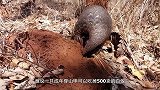 为什么穿山甲挖洞速度这么快近距离观察，鳞甲很重要！