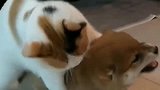 小奶狗：我这暴脾气！猫咪你给我等着，三个月后再有你好看！