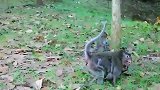 旷野中响起尖叫声，断手猴又受欺负了