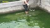 爆笑：小伙子表演徒手抓鳄鱼，一看这就是新手，老手一般都没有手