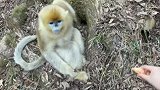 陕西安康：男孩捡起地上的橘子喂猴子，被嫌弃