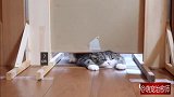 主人把门槛越调越低，猫咪最后干脆从上方跳过来，好聪明！