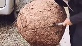 大哥空手割蜂巢，一点都不给蜜蜂面子，这是免疫了