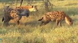 鬣狗抢夺狮子猎物，不料狮子会是这反应，怂到家了