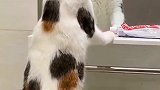 猫咪真是自恋，竟然站着照镜子，好可爱