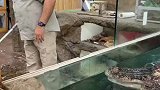 不患寡而患不均，好怕后面那只没吃到的鳄鱼，一气之下把饲养员咬了