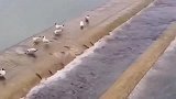 鱼的命运太曲折了，过个河还要先过鸟这关才行