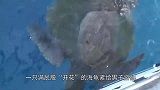 海龟满屁股“开花”，等捞起看清后，渔民一刀下去救了它一命！