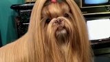 宠物理发店的贵妇，头发使用飘柔洗的吗，转过头来幻想都破灭了！