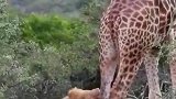 一只雄狮对付一头成年长颈鹿，这肉究竟花落谁家？
