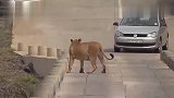 谁家的“大猫”跑出来了,快领回去！吓到人了