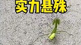 都说螳螂捕蝉黄雀在后，可是今天的螳螂像是吃错药了一样