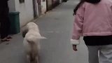 金毛：我那么温顺，你怕我干啥？