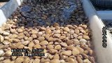 丹东集市黄蚬子6块钱一斤，回家这样炒真好吃，不用放任何调料
