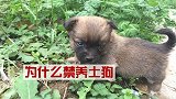 为什么要禁养中华田园犬？