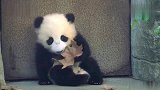 好惨的熊猫宝宝，吃草求关注！