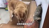 捡到一只流浪猫养了一个月发现是一只精神小伙