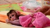 没有妈妈的小猴子很没有安全感，抱着一条毛巾不放手