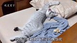 主人加班到半夜才回家，猫咪饿了一晚上，见到铲屎官就发脾气！