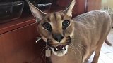 铲屎官把猞猁惹急了，没想到这家伙真生气了，吓得主人不敢靠近