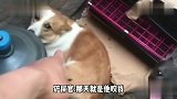 铲屎官带你们出来，不是让你们内讧，太逗了