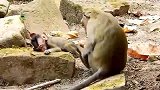 小猴宝醒来就要喝奶，猴妈很烦......
