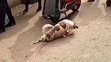小狗的各种神操作