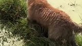 狗狗：回到农村还要帮忙种地