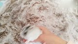 当仓鼠遇到鼠皮大衣会发生什么呢