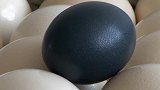 不透明的鸸鹋蛋，该怎么“照蛋”？